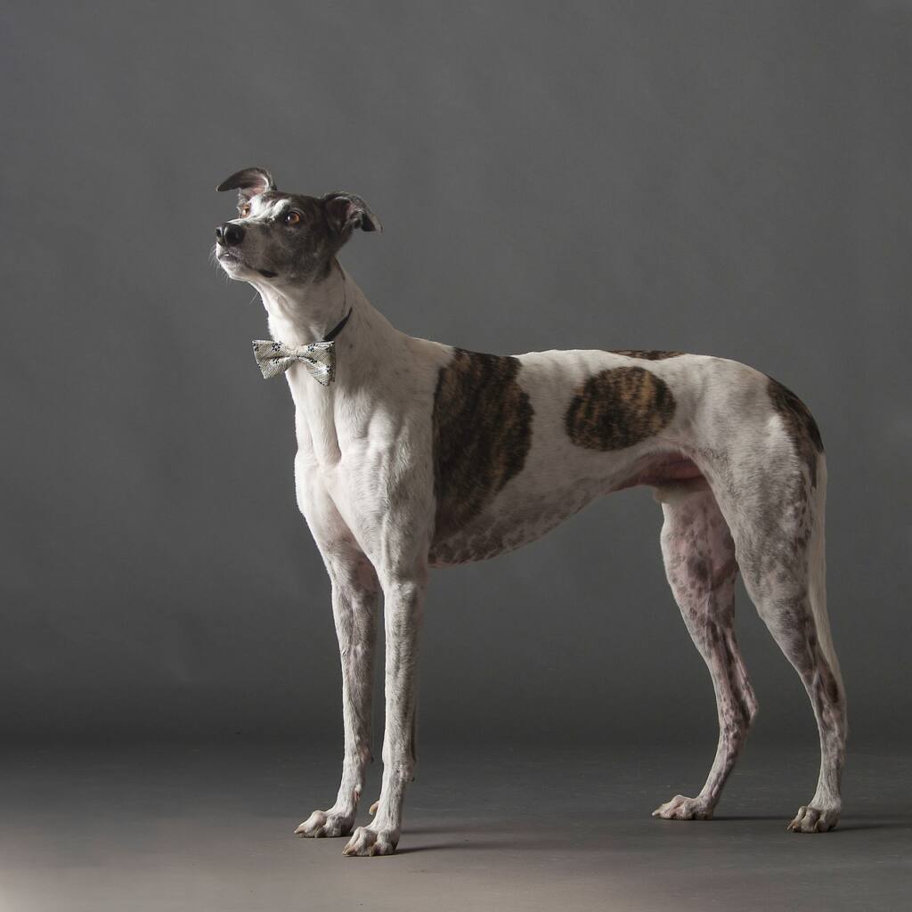 Most agile sale dog breeds