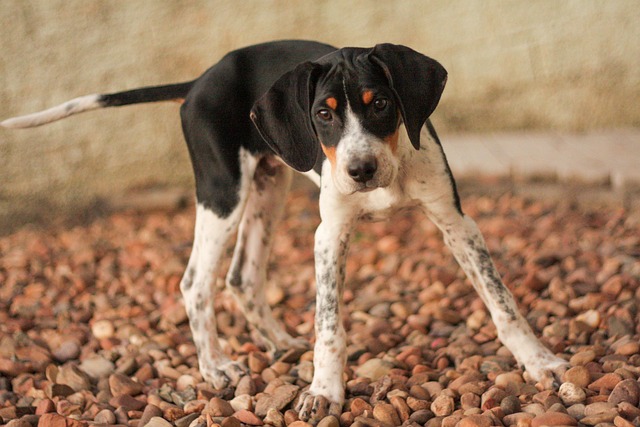 American foxhound hot sale hunting dog