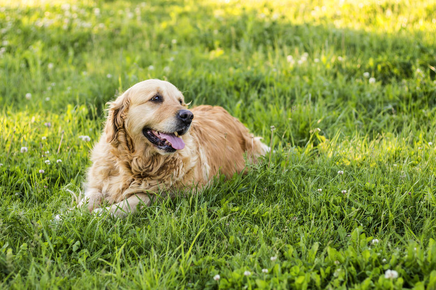 Leaving Your Dog Outside: Important Tips - Extreme Electric Dog Fence ...