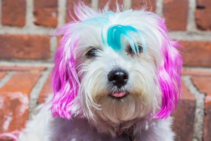 Is Hair Dye Safe for Dogs? - Extreme Electric Dog Fence 2024 DIY
