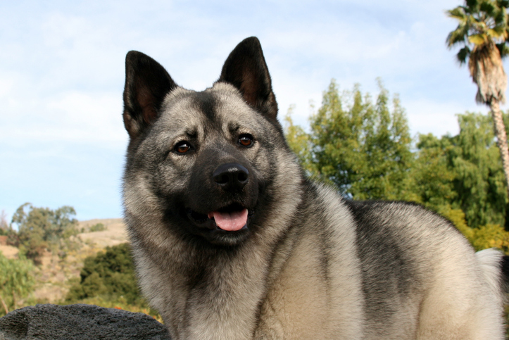 Norwegian best sale elkhound hunting