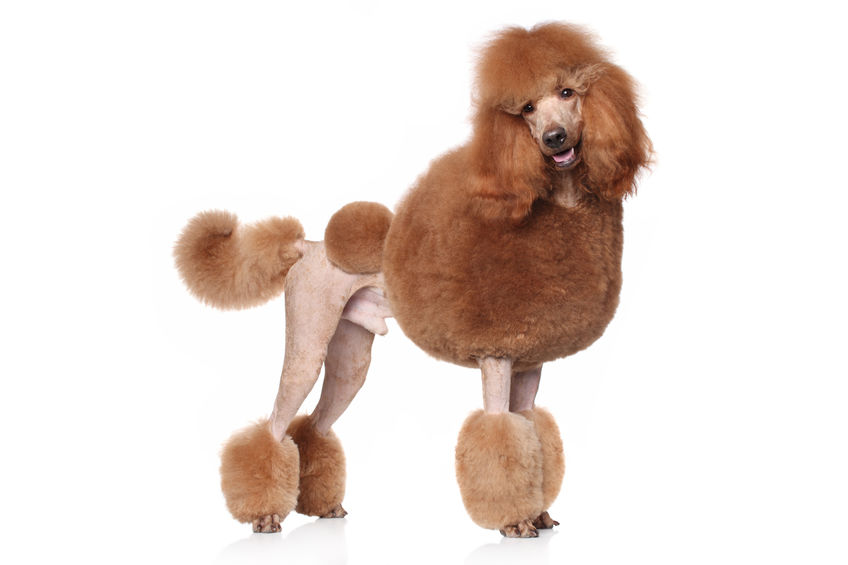 Standard sales poodle intelligence