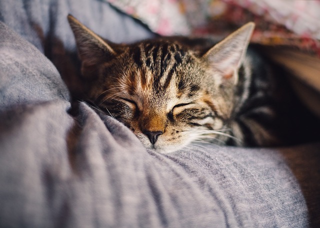 Why Does My Cat Sleep under the Bed? Unraveling the Mystery