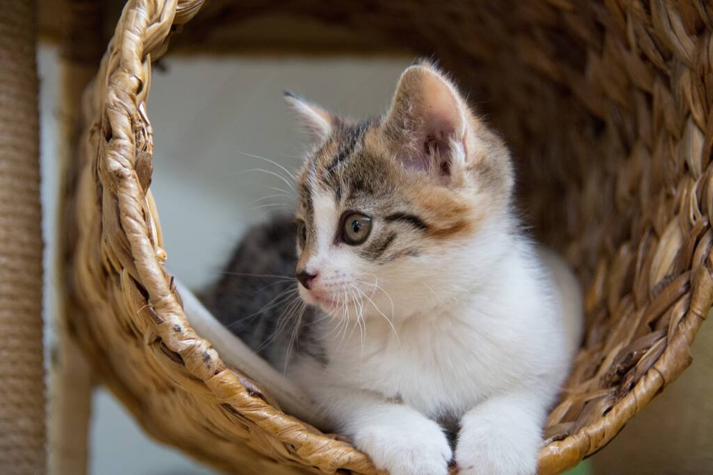 breakaway collar cat leash