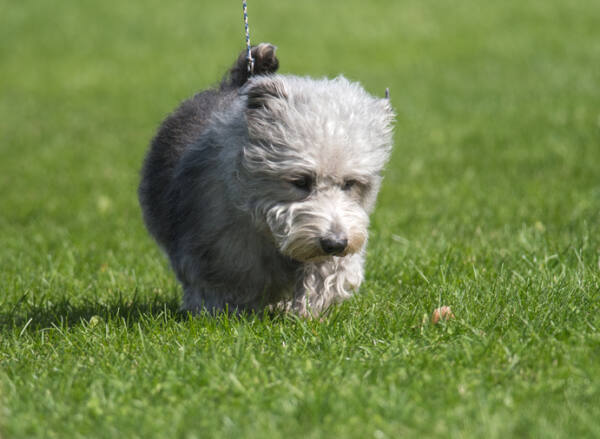 Glen of Imaal Terrier: The Charms of Ireland's Rugged Terrier - Extreme ...